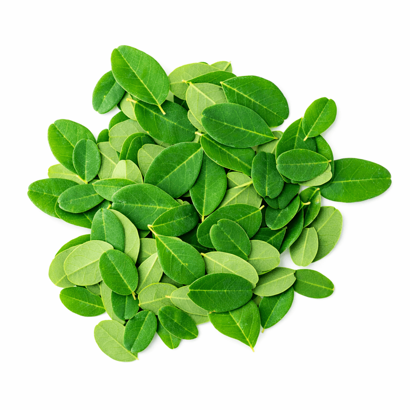 Main tenant une plante